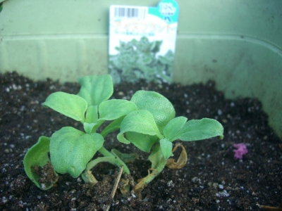 common ice plant