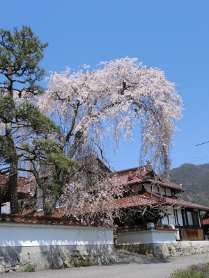 しだれ桜